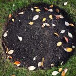 The importance of removing leaves from the garden soil The-importance-of-removing-leaves-from-the-garden-soil