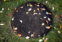 The importance of removing leaves from the garden soil The-importance-of-removing-leaves-from-the-garden-soil