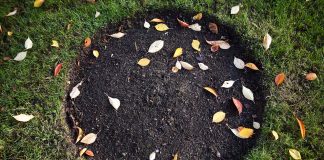 The importance of removing leaves from the garden soil The-importance-of-removing-leaves-from-the-garden-soil