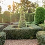 Trees and shrubs for topiary pruning Trees-and-shrubs-for-topiary-pruning