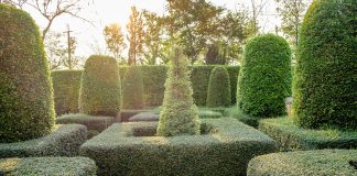 Trees and shrubs for topiary pruning Trees-and-shrubs-for-topiary-pruning