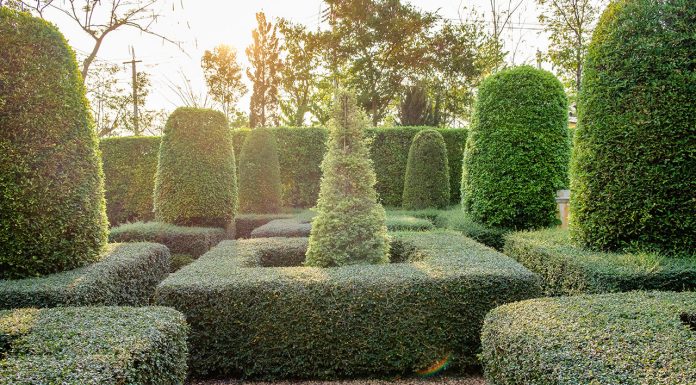 Trees and shrubs for topiary pruning Trees-and-shrubs-for-topiary-pruning
