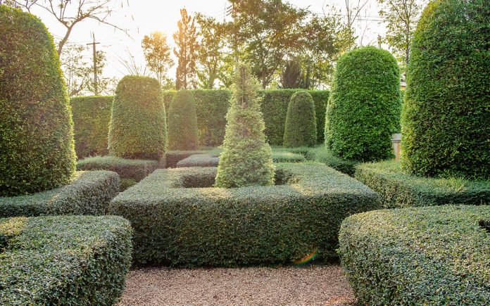 Trees-and-shrubs-for-topiary-pruning