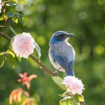 How to clean green water from a pond Trees-that-attract-birds-to-your-garden