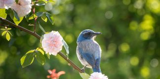 How to clean green water from a pond Trees-that-attract-birds-to-your-garden