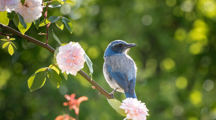 How to clean green water from a pond Trees-that-attract-birds-to-your-garden