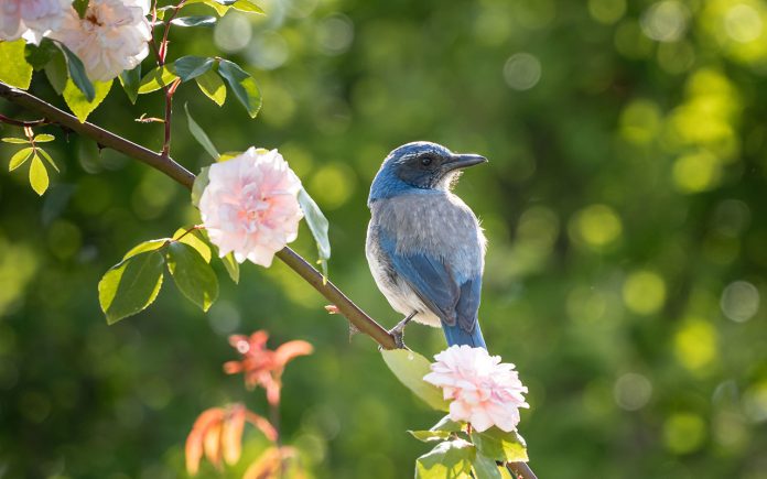 Trees-that-attract-birds-to-your-garden