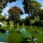 Turn a garden into a paradise of biodiversity Turn-a-garden-into-a-paradise-of-biodiversity