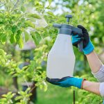 Uses of hydrogen peroxide in the garden Uses-of-hydrogen-peroxide-in-the-garden