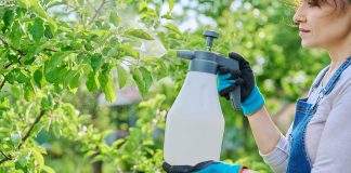 Uses of hydrogen peroxide in the garden Uses-of-hydrogen-peroxide-in-the-garden