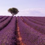 Why lemon tree should go along with lavender Why-lemon-tree-should-go-along-with-lavender