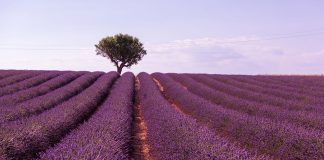 Why lemon tree should go along with lavender Why-lemon-tree-should-go-along-with-lavender