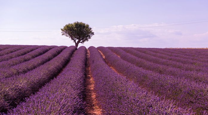 Why lemon tree should go along with lavender Why-lemon-tree-should-go-along-with-lavender