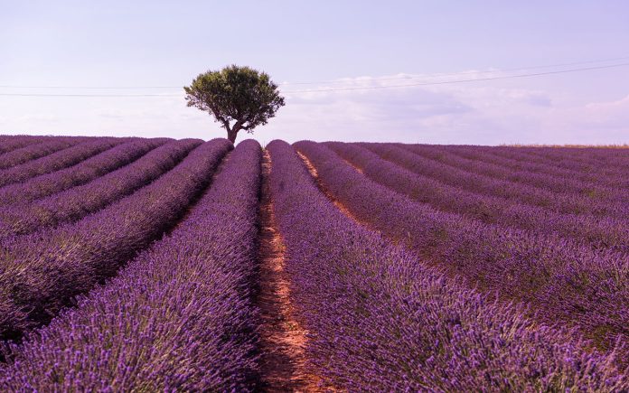 Why-lemon-tree-should-go-along-with-lavender
