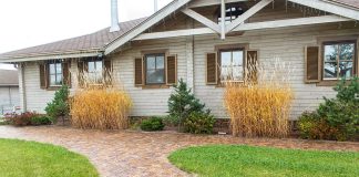 Yellow grass: causes and how to recover it Yellow-grass-causes-and-how-to-recover-it