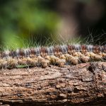 Zen garden: what it is and how to do it Zen-garden-what-it-is-and-how-to-do-it