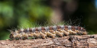 Zen garden: what it is and how to do it Zen-garden-what-it-is-and-how-to-do-it